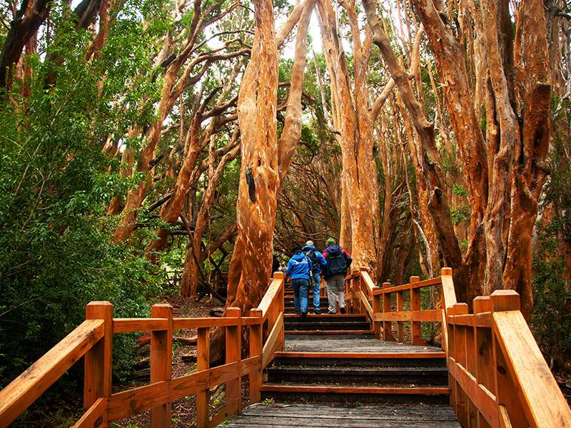 Bosque de Arrayanes