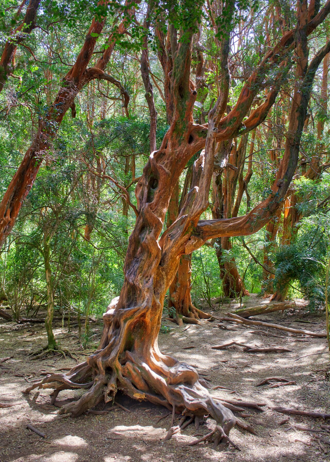 Bosque de Arrayanes